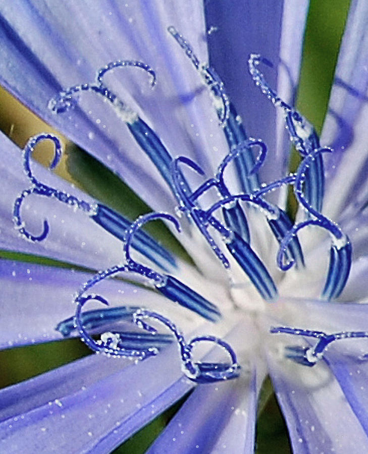 Flower Photograph - Chicory Blossom by Sheri Nye