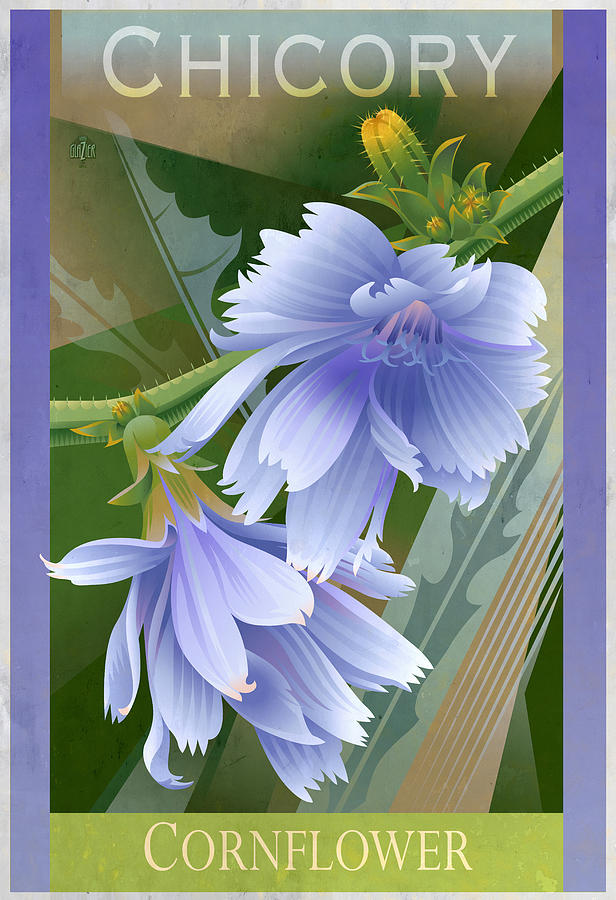 Chicory Cornflower Floral Poster Digital Art by Garth Glazier