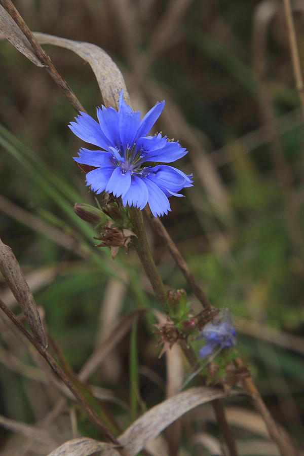 Chicory Photograph by Gary Hall