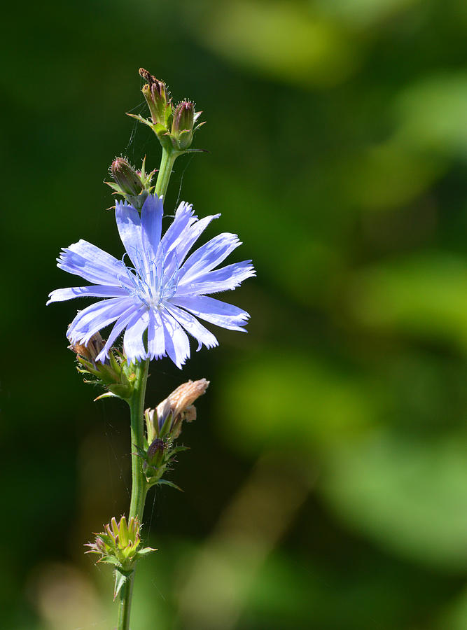 Chicory  Photograph by Lyle Crump