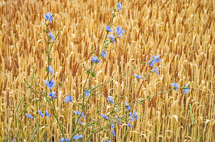 Chicory on Wheat Photograph by Peter J Sucy