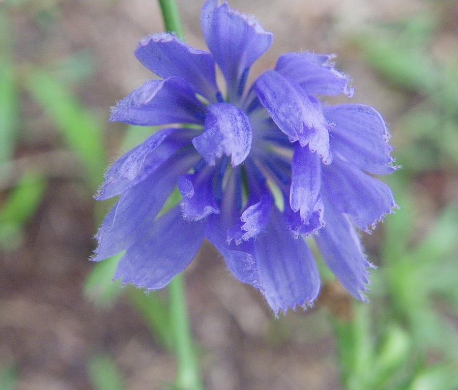 Chicory Photograph by Peggy King