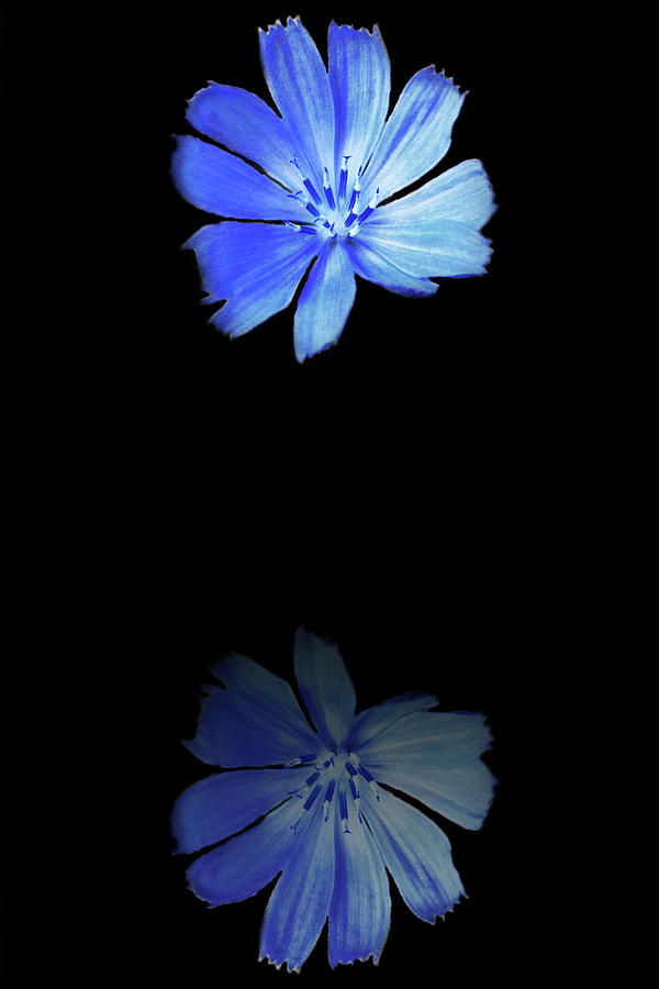 Chicory Reflection Photograph