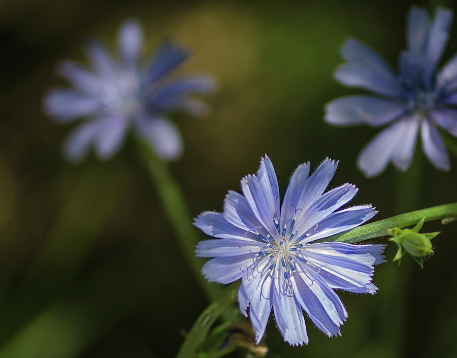 Chicory Photograph by Rick Mosher