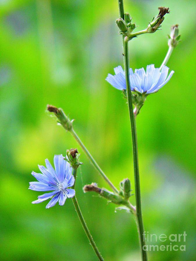 Flower Photograph - Chicory by Sarah Loft