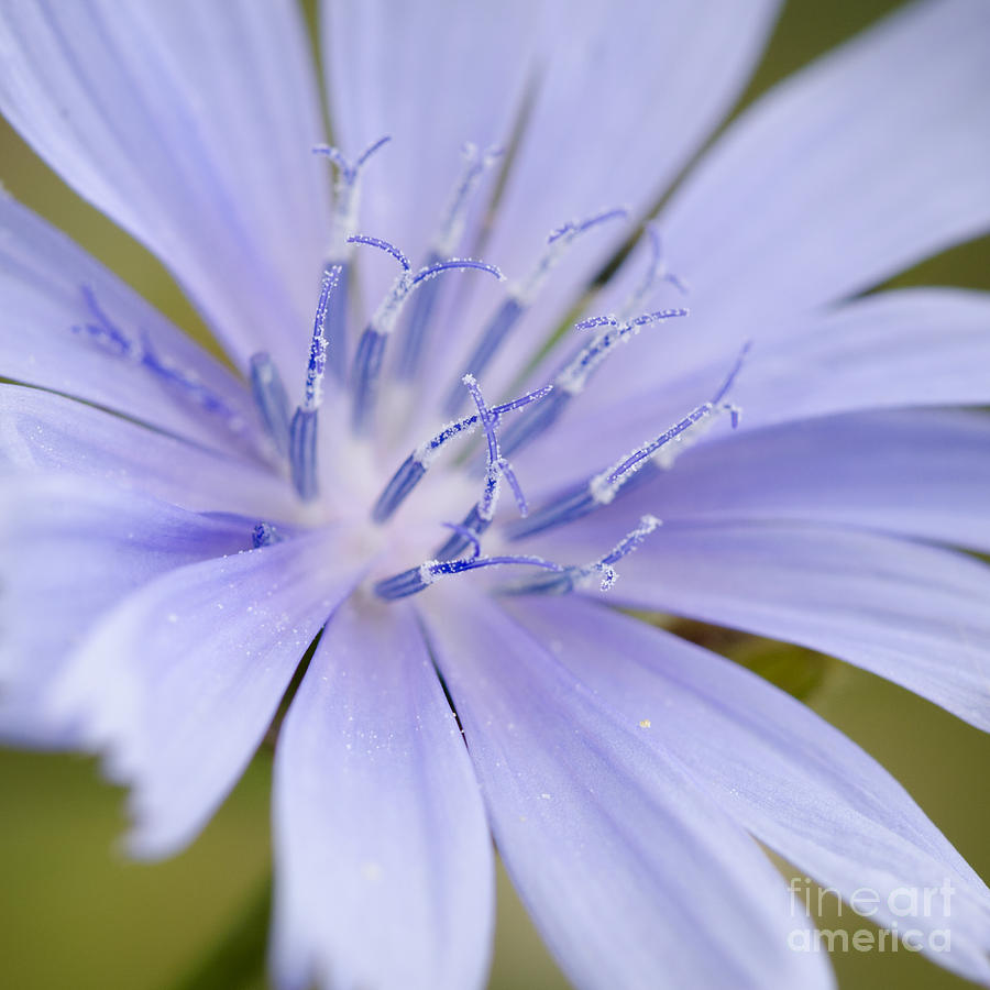 Chicory Photograph by Tamara Becker