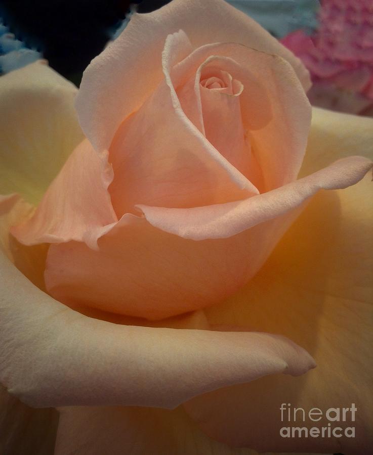 Chiffon Rose Photograph by Joan-Violet Stretch