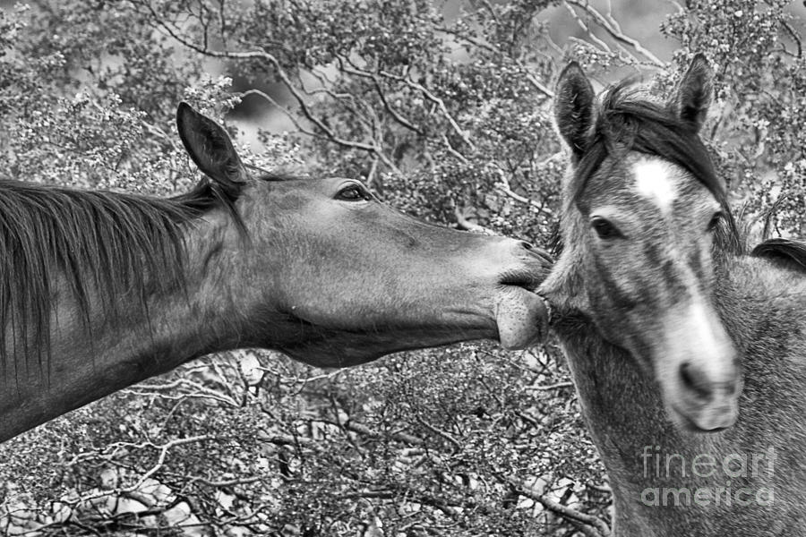 Chigaco Valley Love Bite Photograph by Adam Jewell