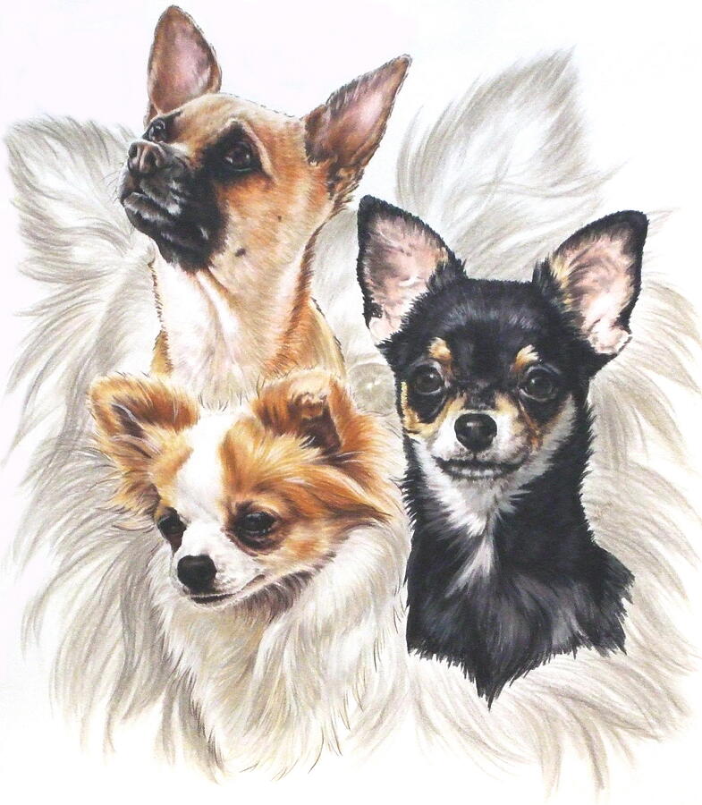 Chihuahua Grouping Drawing by Barbara Keith