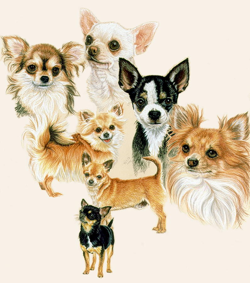 Chihuahua Collage Drawing by Barbara Keith