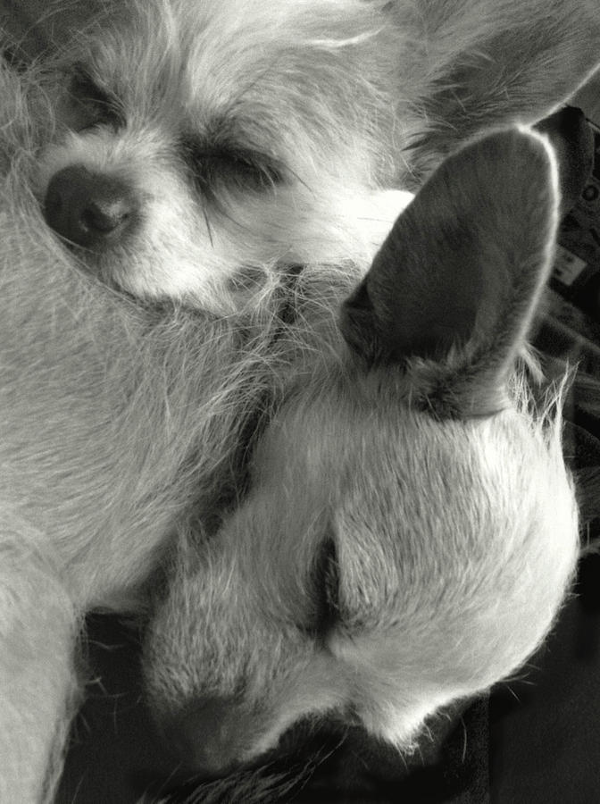 Black And White Photograph - Chihuahua Best Friends BW by Her Arts Desire