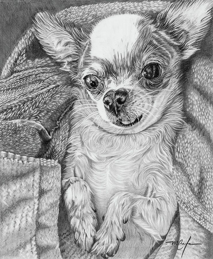 Chihuahua Drawing by Dan Menta