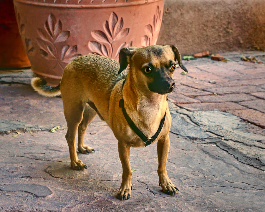 Chihuahua - Dogs Photograph by Nikolyn McDonald