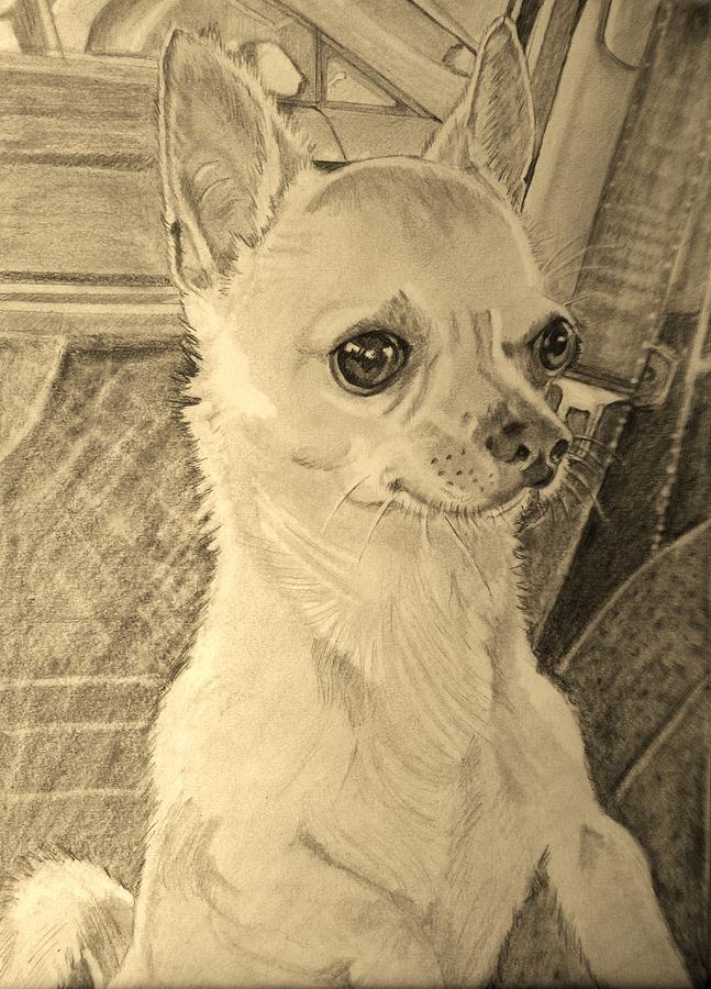 Chihuahua Drawing By Linda Prediger