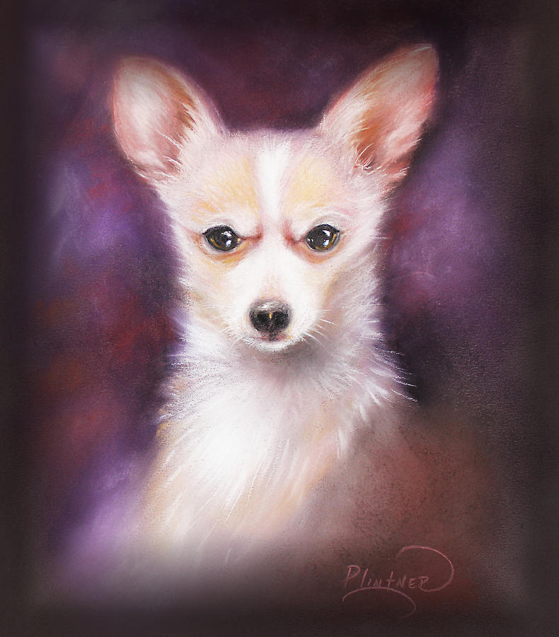 Chihuahua No. 1 Drawing by Patricia Lintner