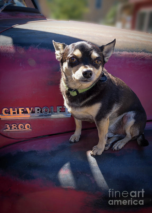 Chihuahua on a Chevrolet Photograph by Janice Pariza