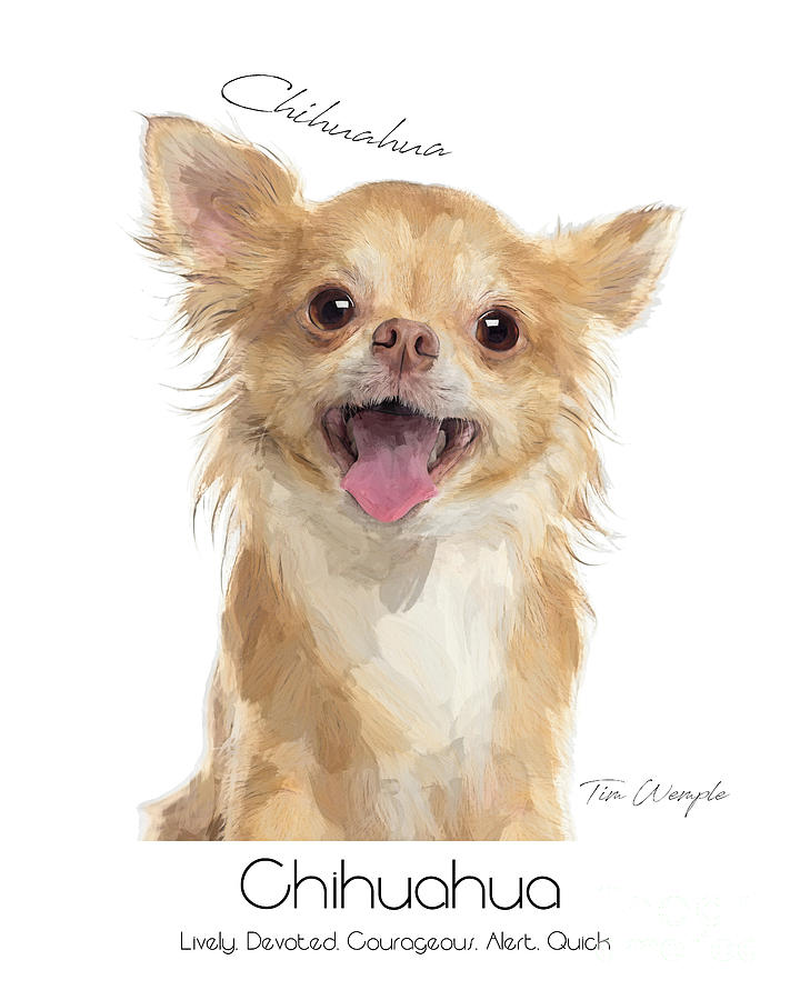 Chihuahua Poster Digital Art by Tim Wemple