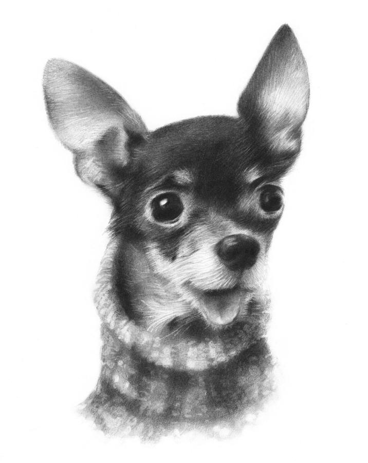 Chihuahua Pup Drawing by Natasha Denger