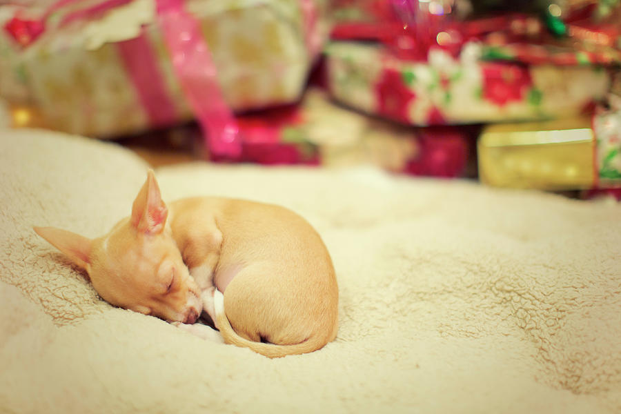 Chihuahua Puppy Christmas Dreams Photograph by Susan Gary