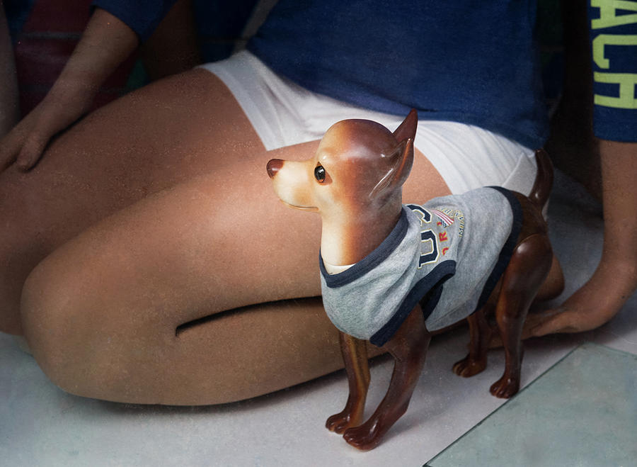 Chihuahua by Steven Greenbaum Chihuahua by Steven Greenbaum