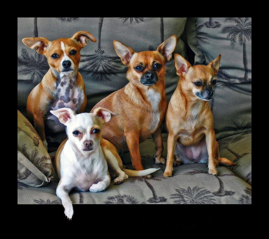 Chihuahuas Hanging Out Photograph by Ginger Wakem