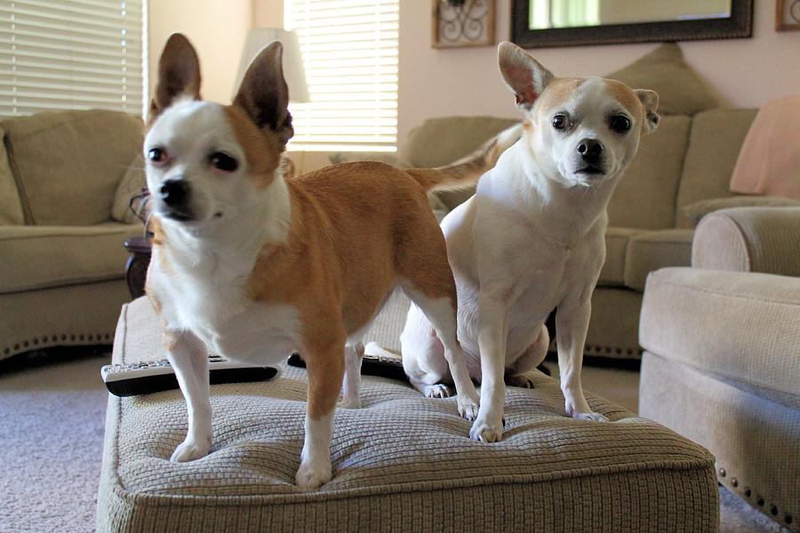 Chihuahuas standing guard Photograph by Laura Smith