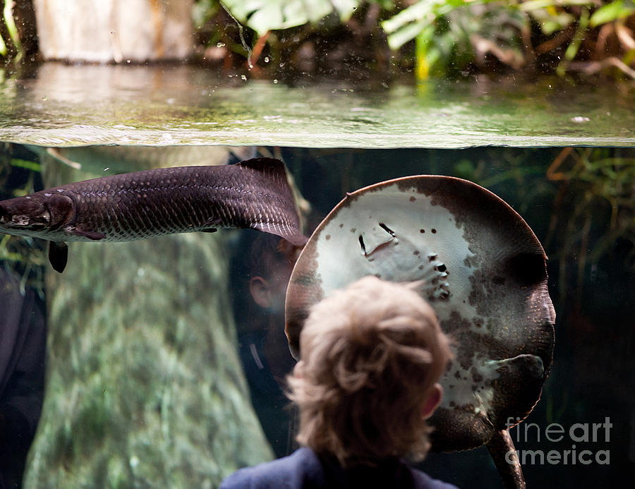 Fish Photograph - Child and ray fish in paludarium by Arletta Cwalina