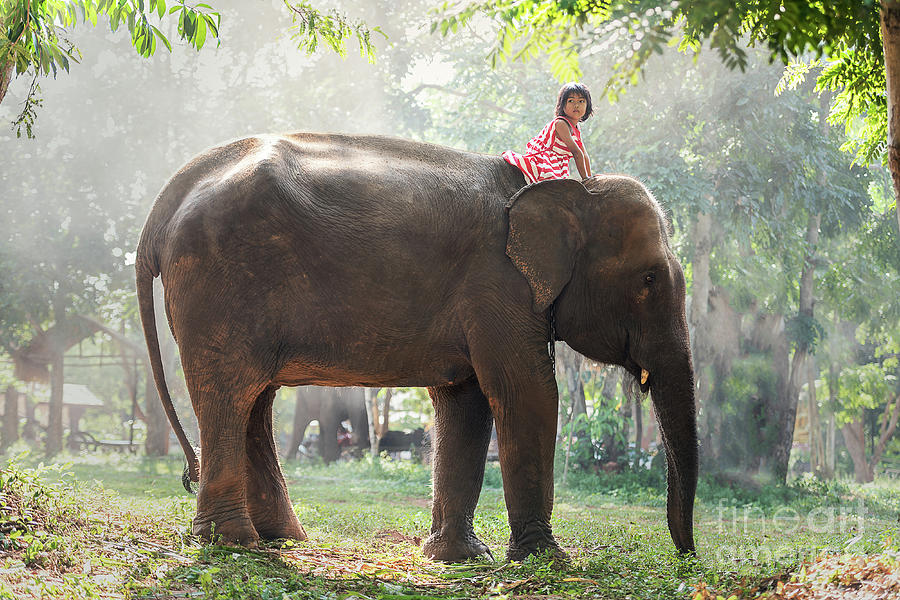 Child girl riding on baby elephant Photograph by Sasin Tipchai | Pixels