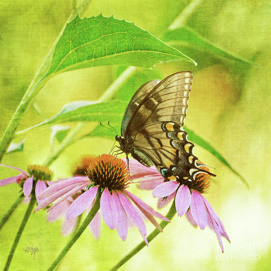 Butterfly Photograph - Child of Sun and Summer by Lois Bryan