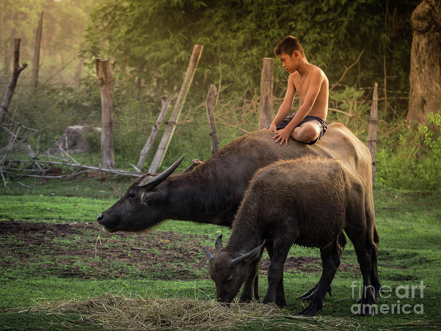 Child riding buffalo in countryside Thailand. Photograph by Tosporn Preede