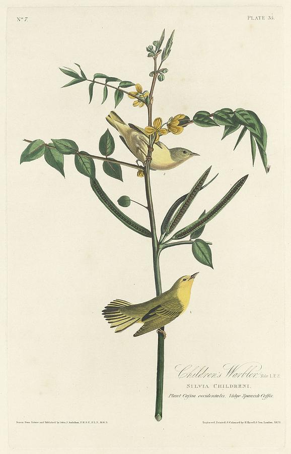 John James Audubon Drawing - Childrens Warbler by Dreyer Wildlife Print Collections 