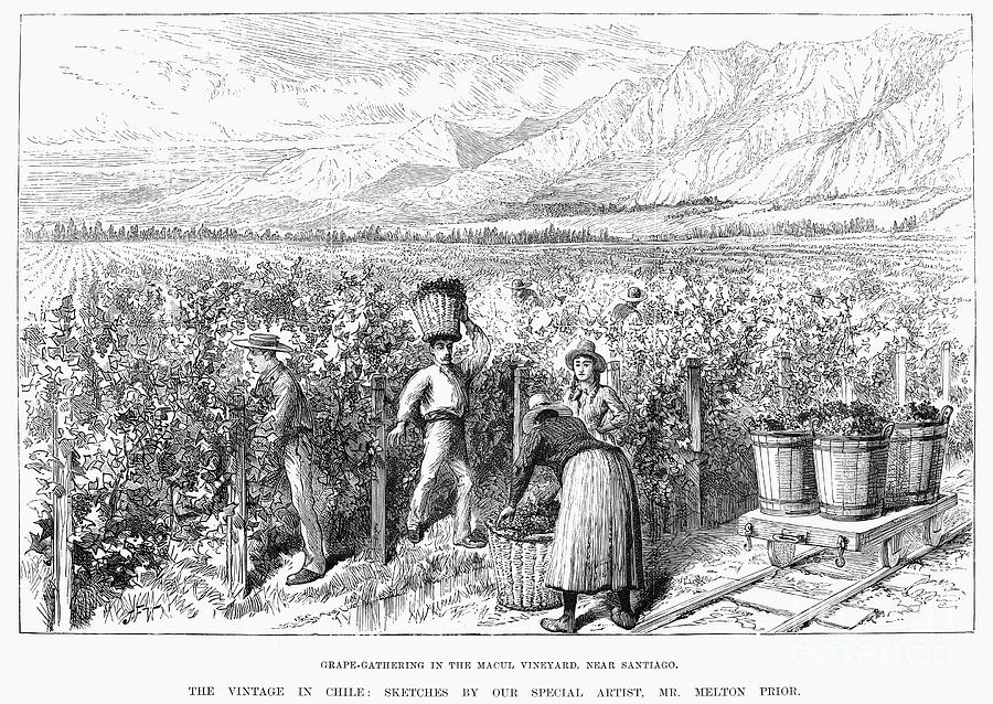 Chile: Wine Harvest, 1889 Photograph by Granger