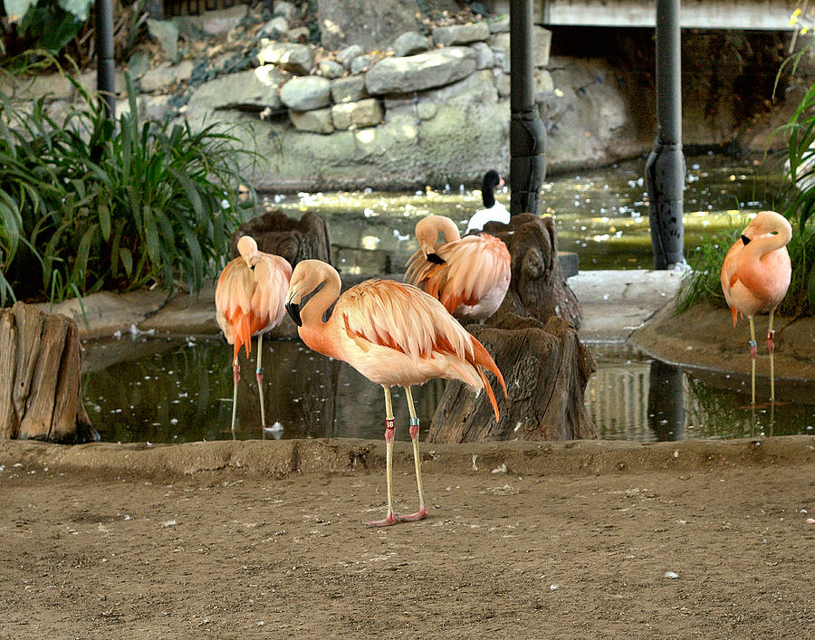 Chilean Flamingo-1 Photograph by Michael Gordon