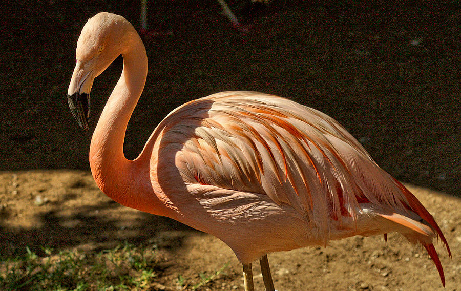 Chilean Flamingo-2 Photograph by Michael Gordon