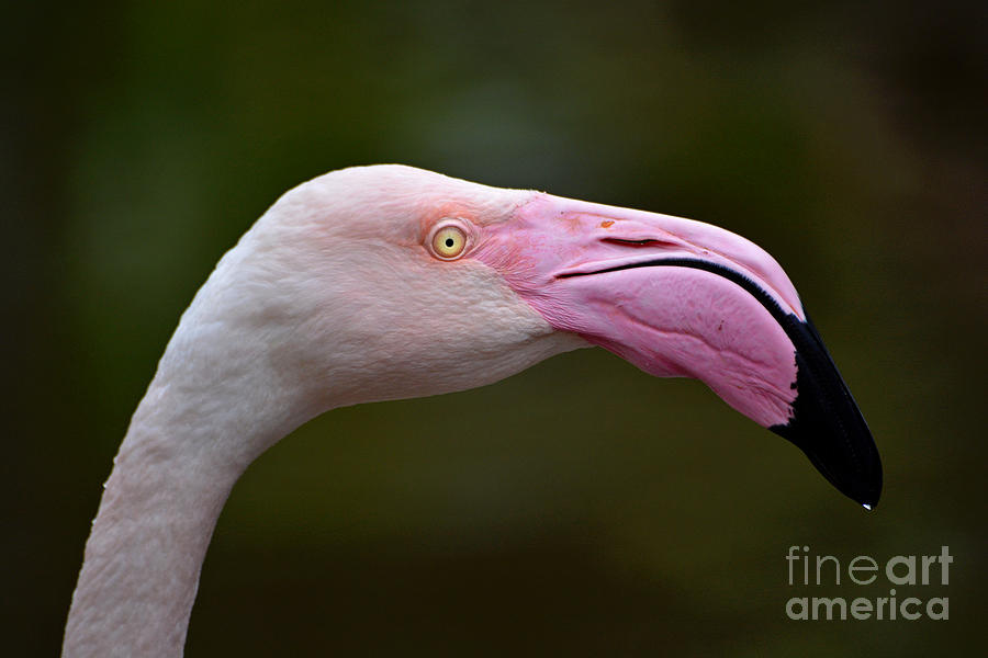 Chilean Flamingo Portrait Photograph by Lorenzo Cassina
