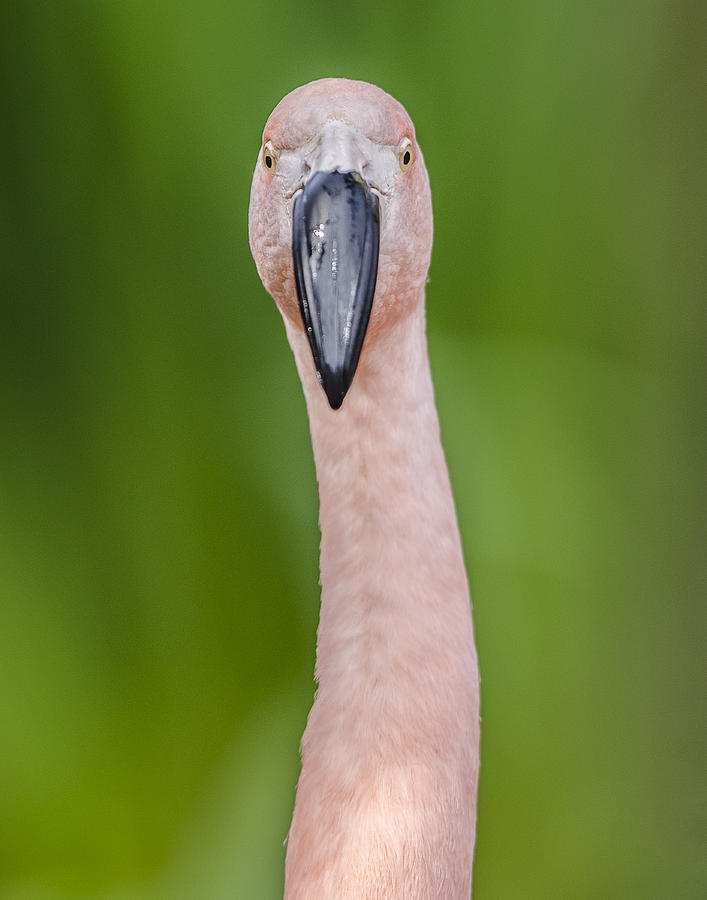 Chilean Flamingo Portrait Photograph by William Bitman