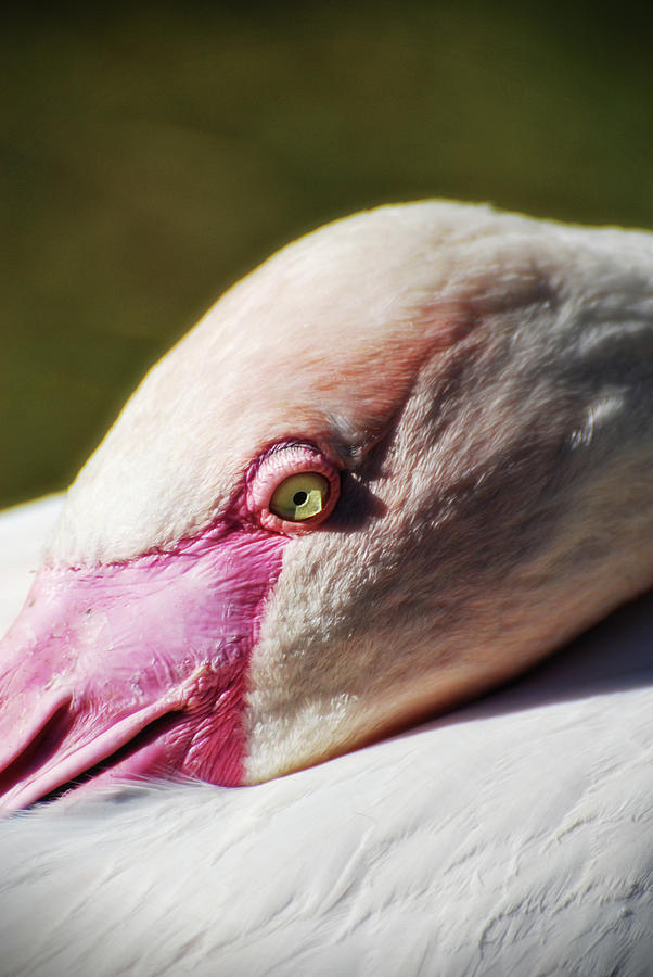 Chilean Flamingo  Photograph by Saija Lehtonen