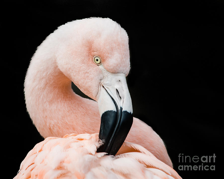 Nature Photograph - Chilean Flamingo V by Abeselom Zerit