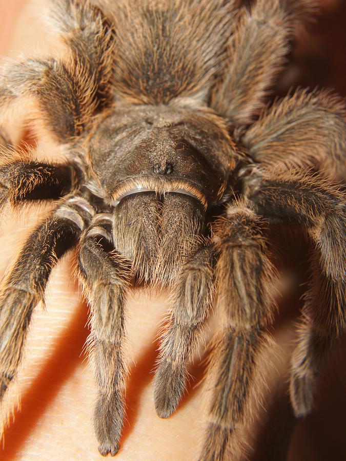 Chilean Rose-haired Tarantula Front Photograph by Lynda Dawson-Youngclaus