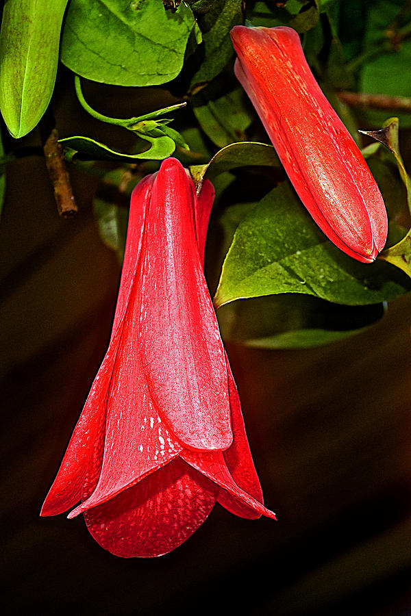 Chile S National Flower Copihue At Auto Museum In Moncopulli Chile   Chiles National Flower Copihue At Auto Museum In Moncopulli Chile Ruth Hager 