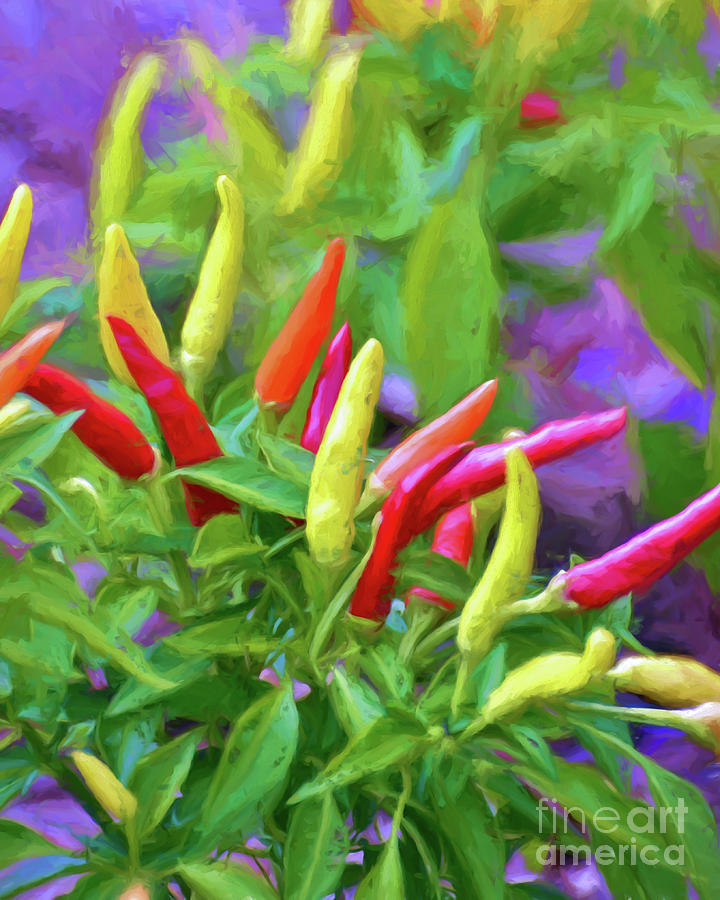 Chili Pepper Art Photograph by Kerri Farley