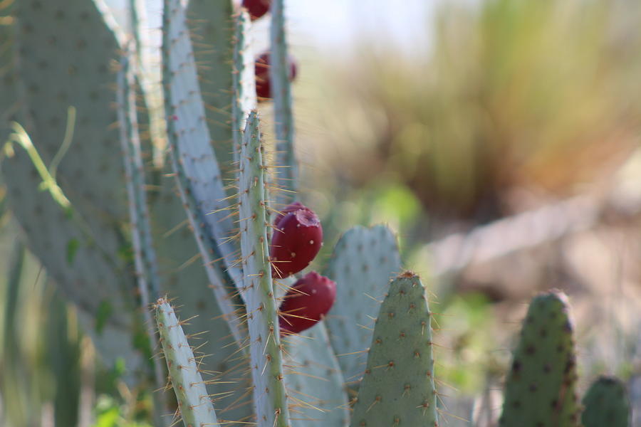 Chili Pepper Red Prickly Pear Fruit Photograph by Colleen Cornelius