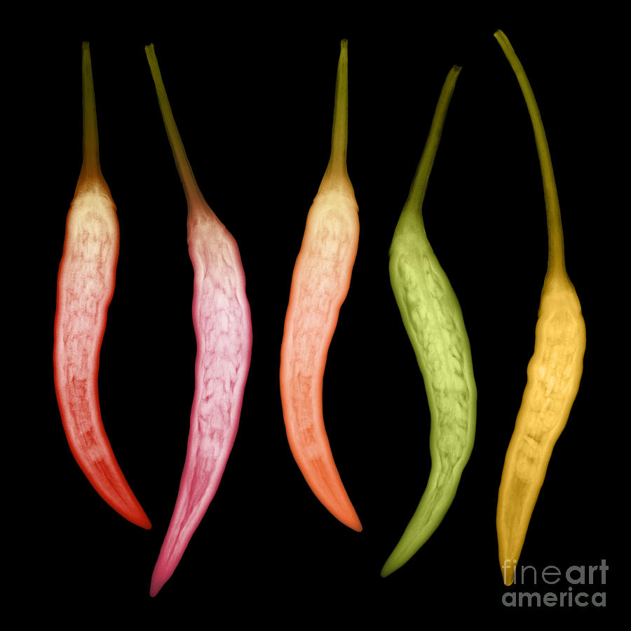 Chili Peppers, X-ray Photograph by Ted Kinsman