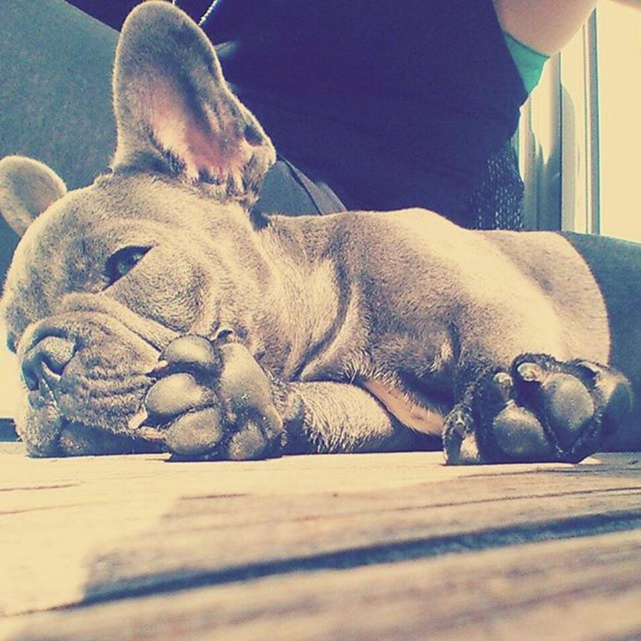 Bully Photograph - Chill And Enjoy 😎 by Buddy The Blue Frenchie