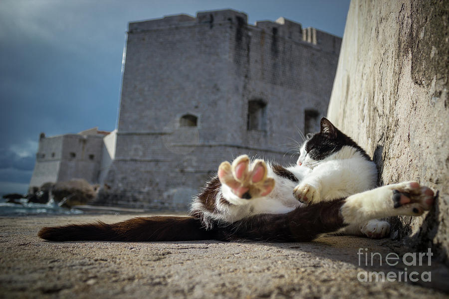 Chill Kitty of Dubrovnik Photograph by Becqi Sherman