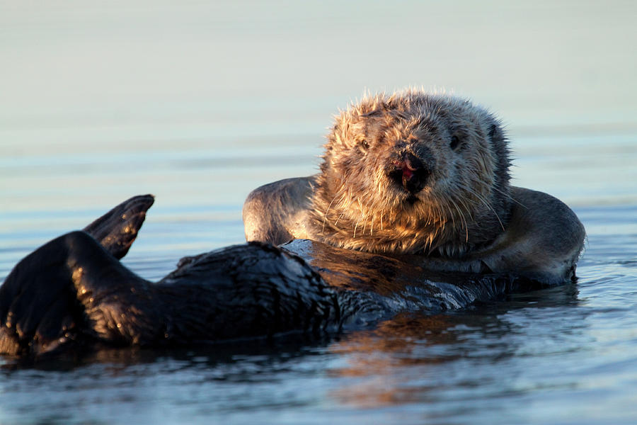 Otter Photograph - Chillin by Craig Sanders
