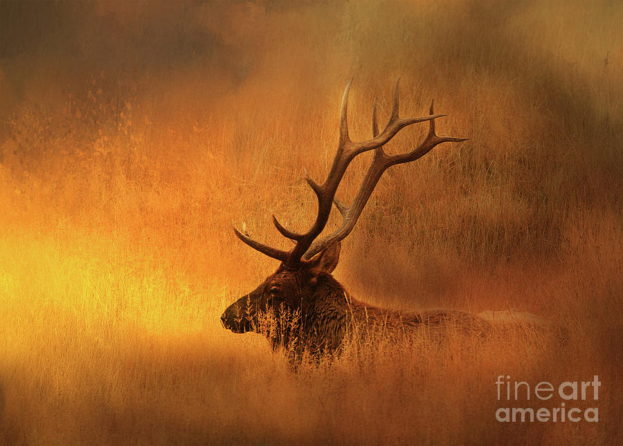 Wildlife Photograph - Chillin Elk by Clare VanderVeen