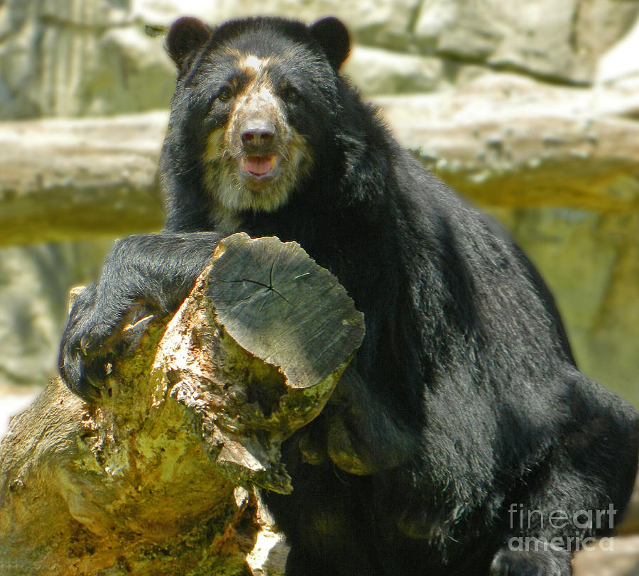 Black Bear Photograph - Chillin In The Sun - Andean Bear by Emmy Vickers