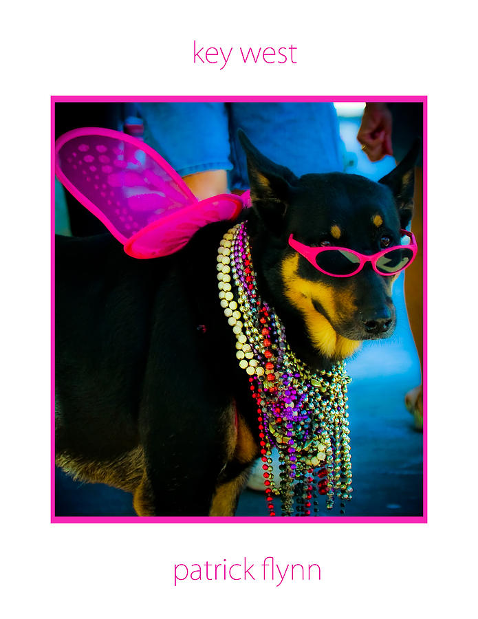Dog Photograph - Chillin on Duval Street by Patrick  Flynn