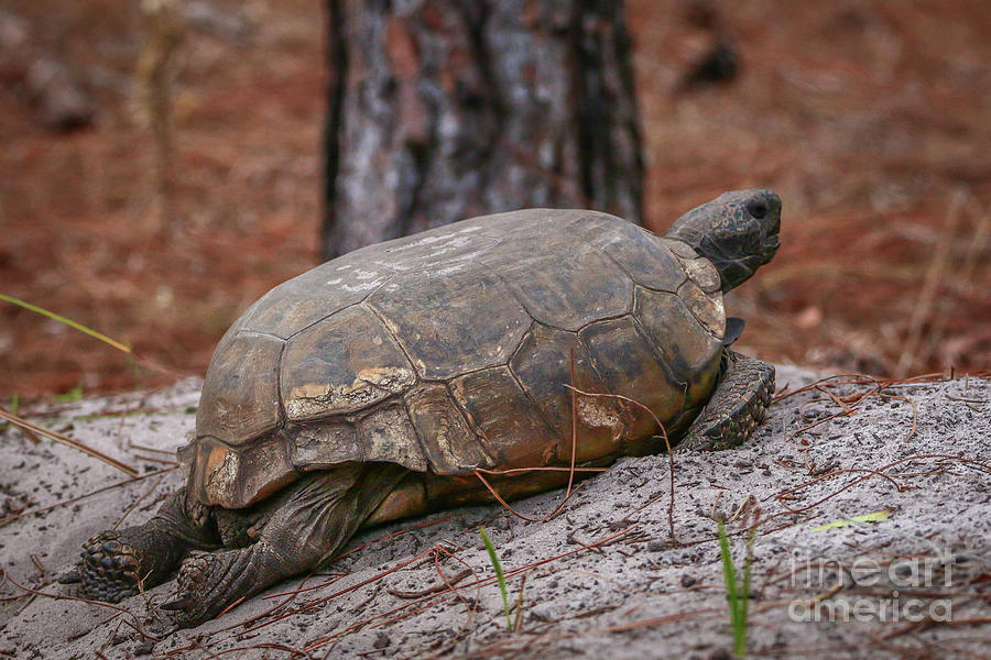 Chillin Tortoise Photograph by Tom Claud